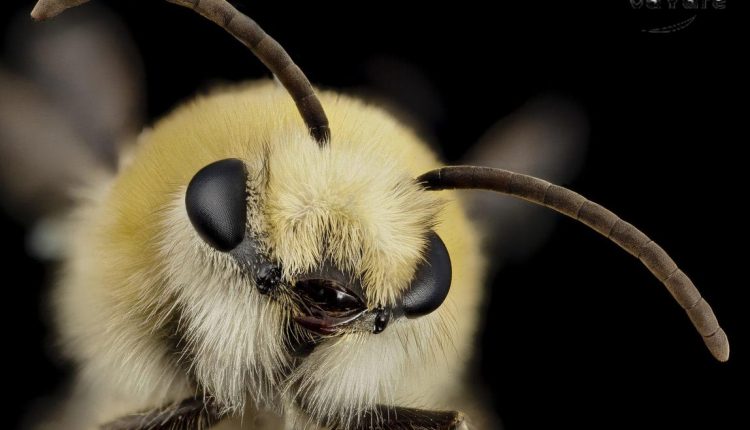 حقایق بسیار جالب در مورد زنبور های عسل