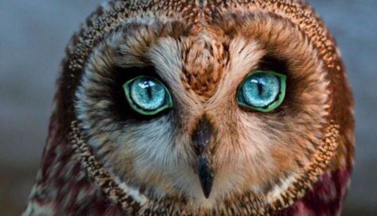 حقایق جالب در مورد جغد ها