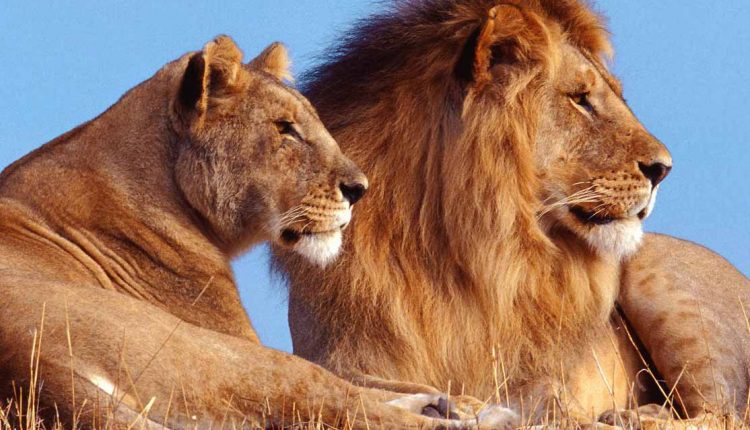 حقایق جالب در مورد انواع شیر ها