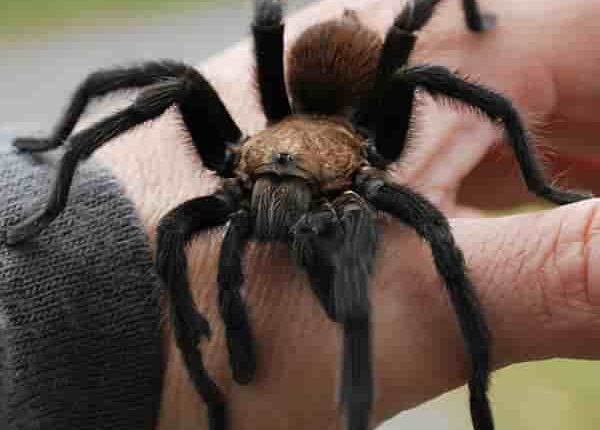 ۷۵ حقیقت جالب در مورد عنکبوت ها