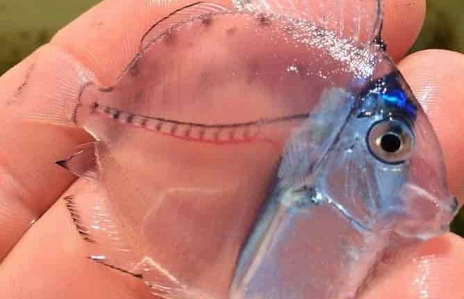 حیوانات واقعی که مانند موجودات افسانه ای به نظر می رسند