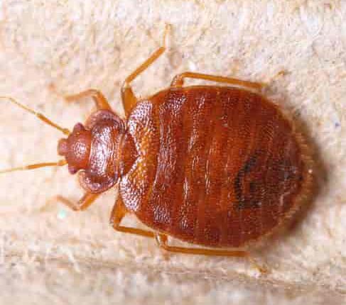 ساس رختخواب