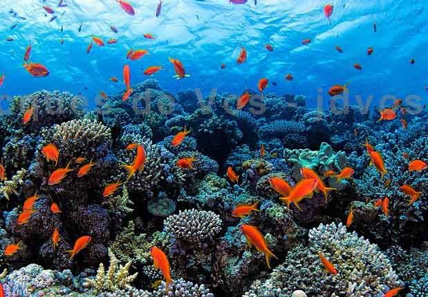 حقایق دریا ها و اقیانوس ها