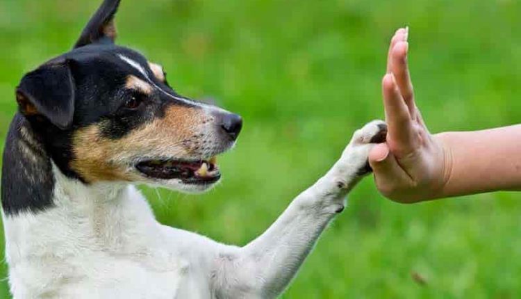 زبان حیوانات