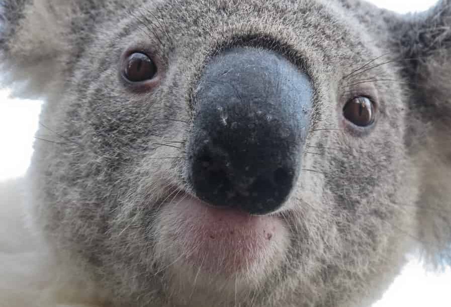 معنی نام کوالا و انواع مختلف نام های این حیوان دوست داشتنی