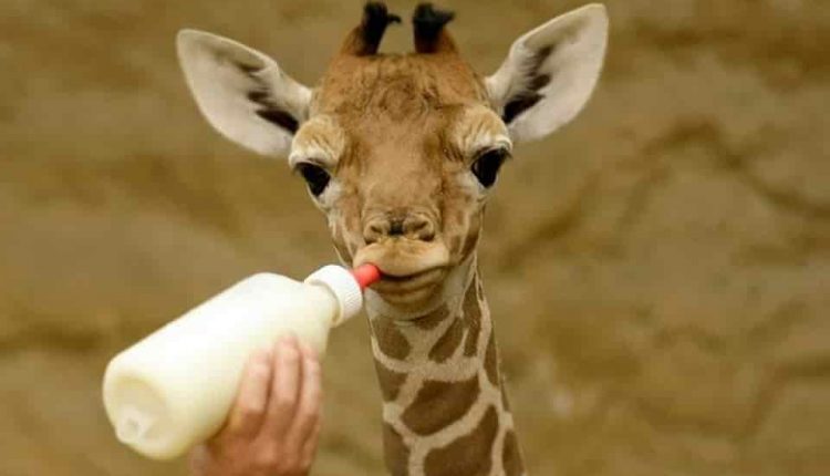 حقایق زرافه ها