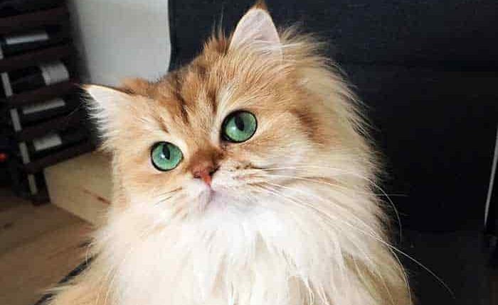 مراقب از گربه